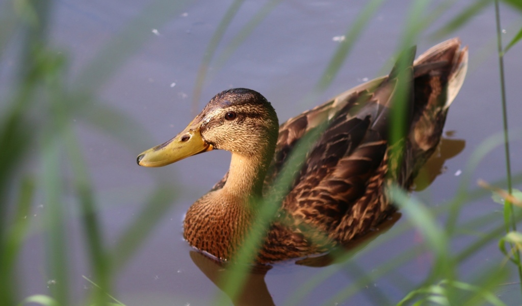Большая серая утка плавает в воде