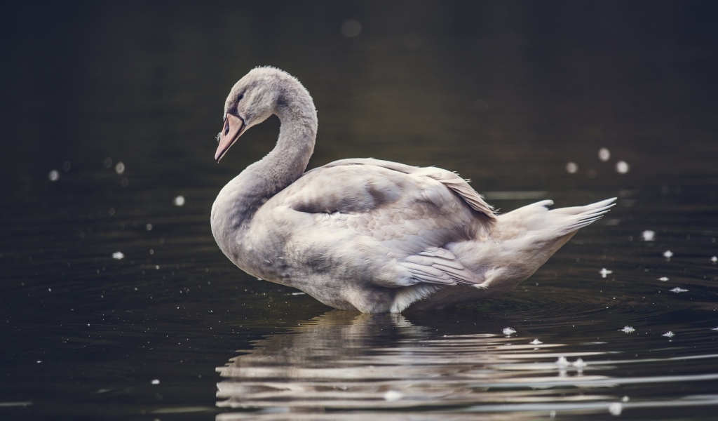 Большой серый гусь стоит в воде