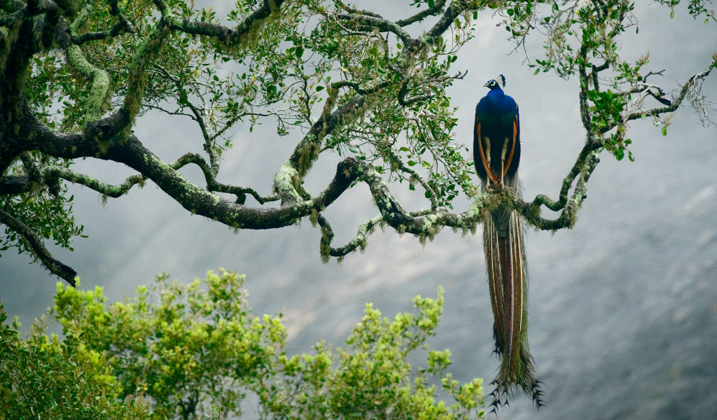 Большой павлин сидит на ветке дерева