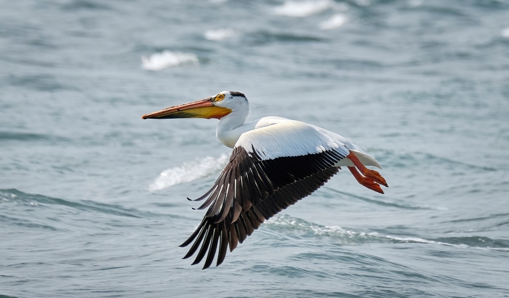 Большой пеликан летит над водой