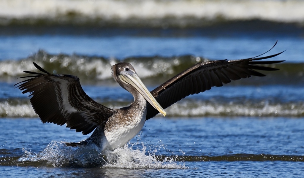 Большой пеликан расправил крылья в воде