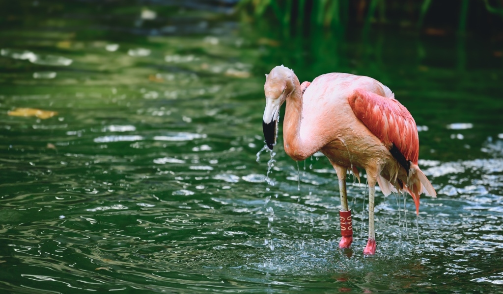 Большой розовый фламинго стоит в воде