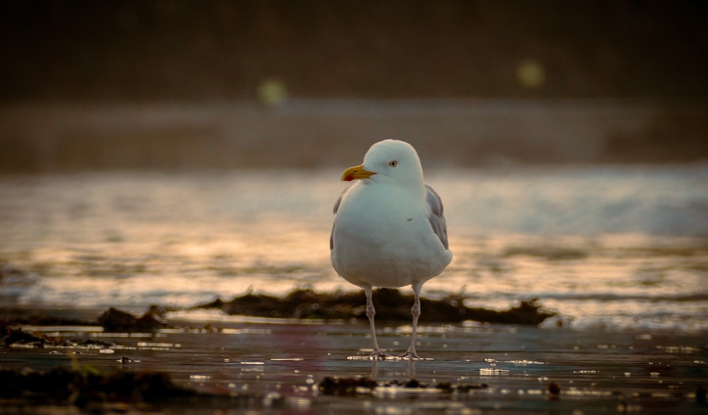 Большая чайка стоит в воде