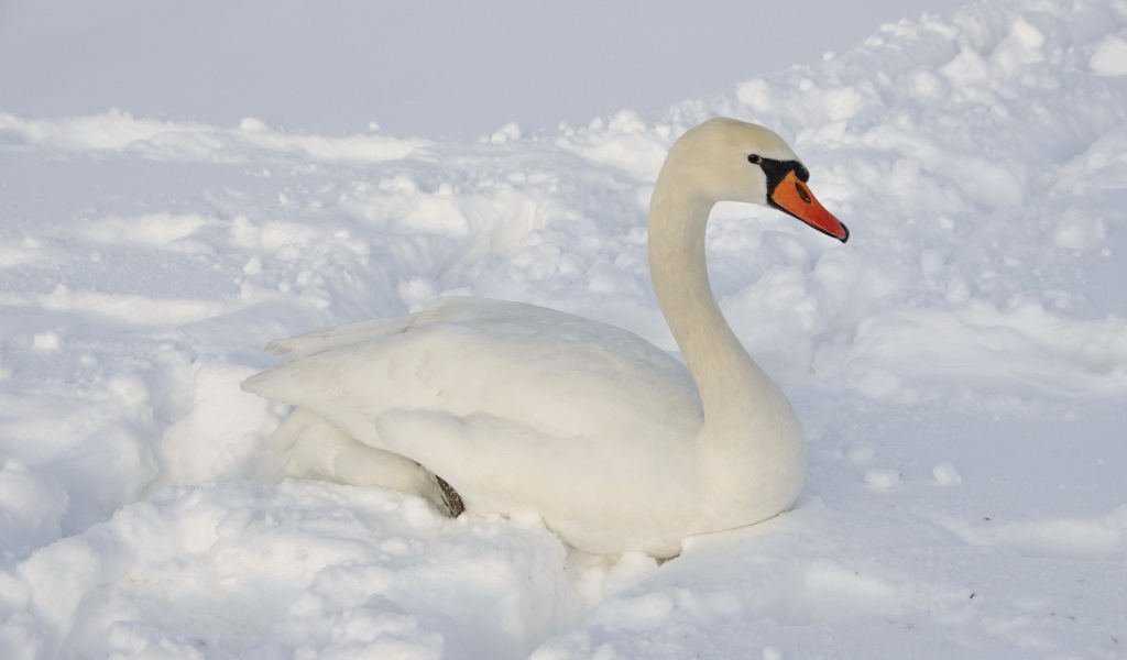 Большой белый лебедь лежит на снегу