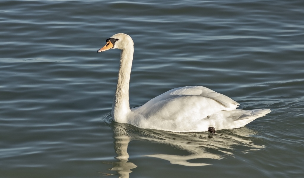 Большой белый лебедь плавает в воде