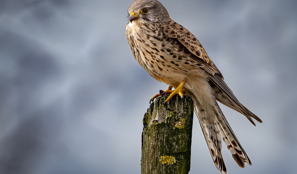 Хищный сокол сидит на сухом дереве 