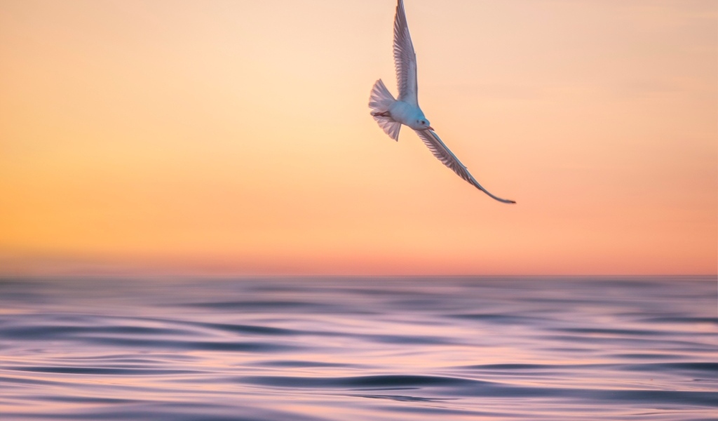 Чайка летает над спокойным морем