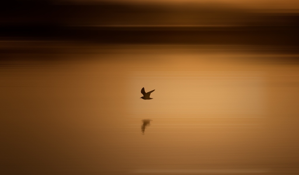 Чайка летит над водой на закате солнца