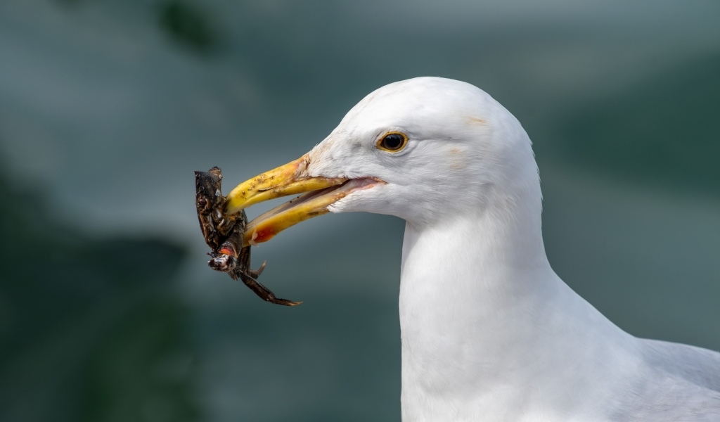 Чайка держит маленького краба в клюве