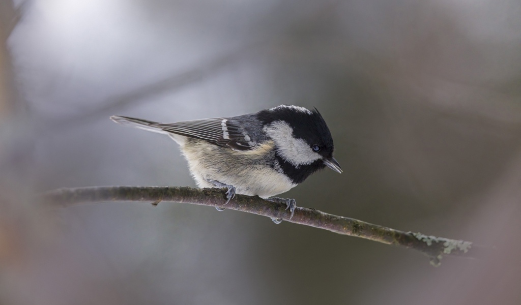 Маленькая пестрая синичка сидит на ветке дерева 