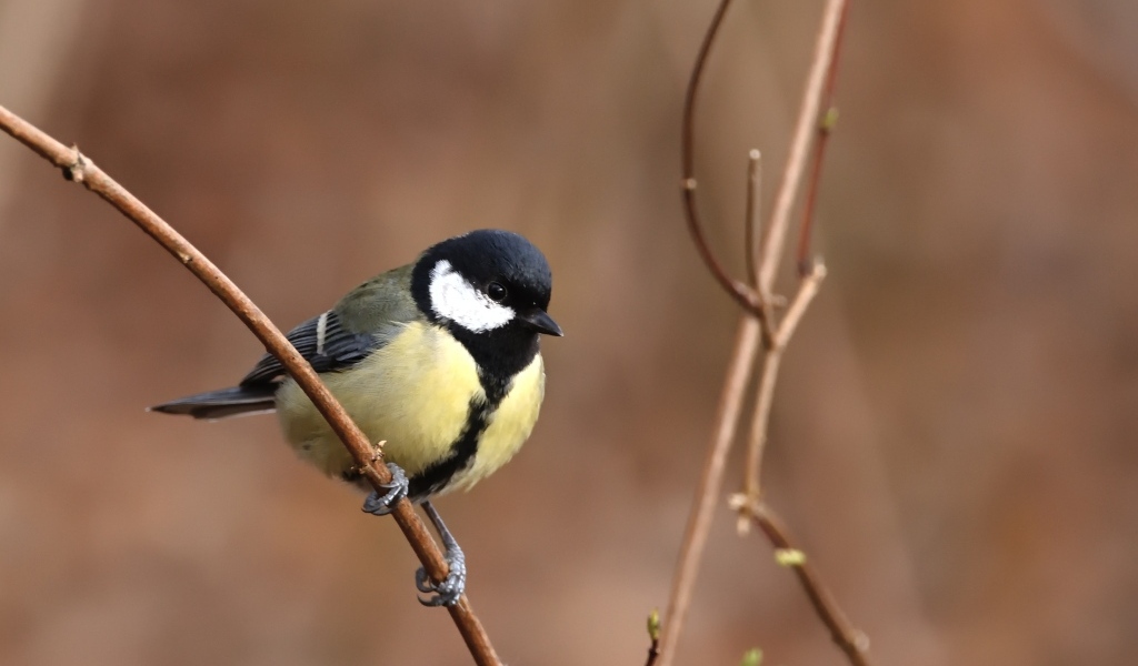 Маленькая синица сидит на тонкой ветке