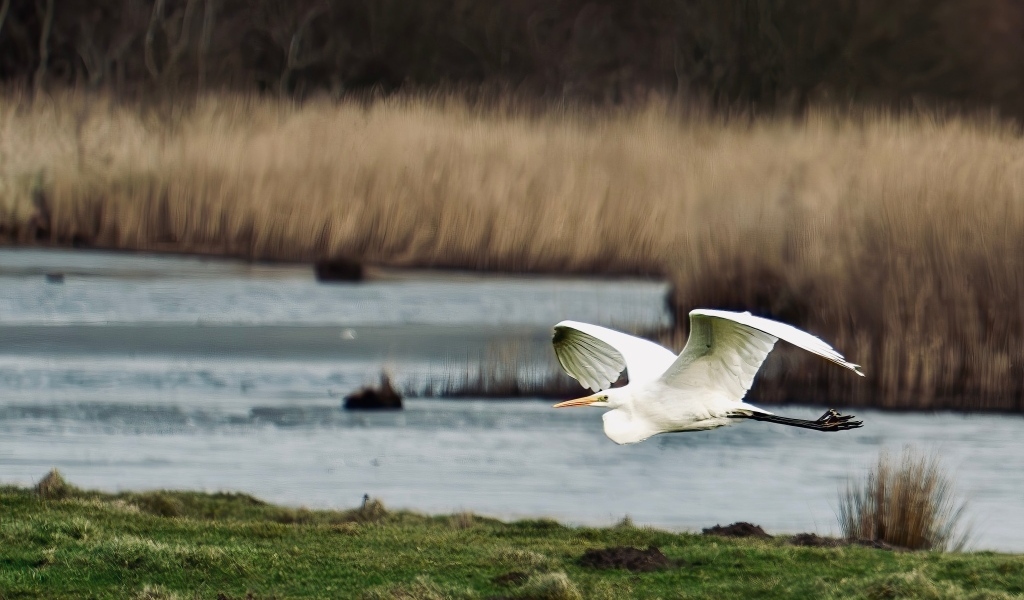 Белая цапля летит над водой