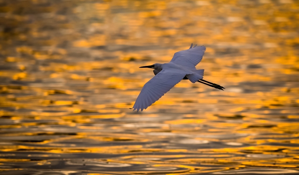Белая цапля летит над водой на закате