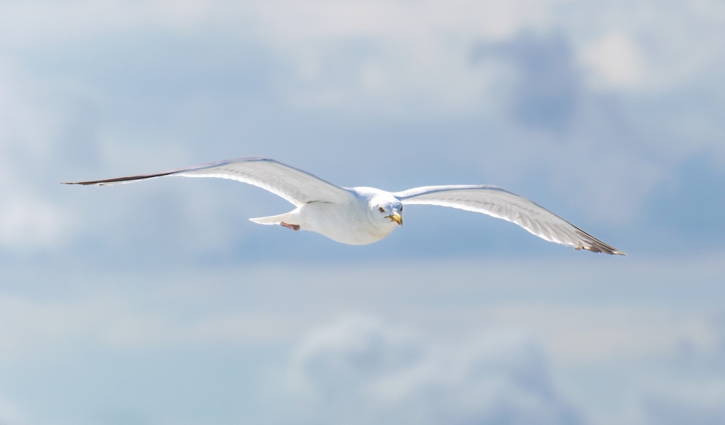 Белая чайка летит в облаках