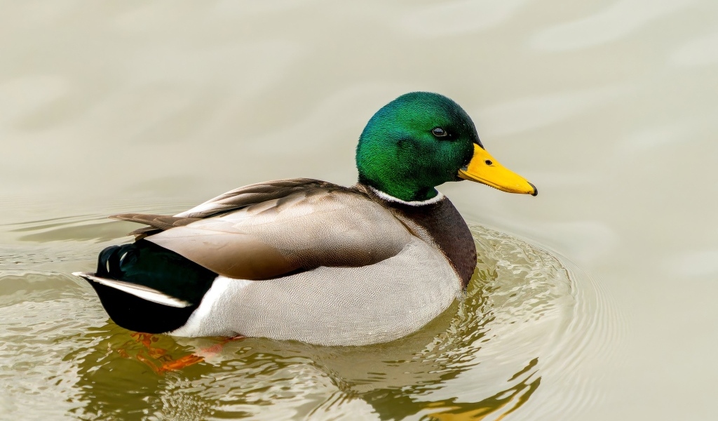 Дикий селезень с зеленой головой плавает в воде