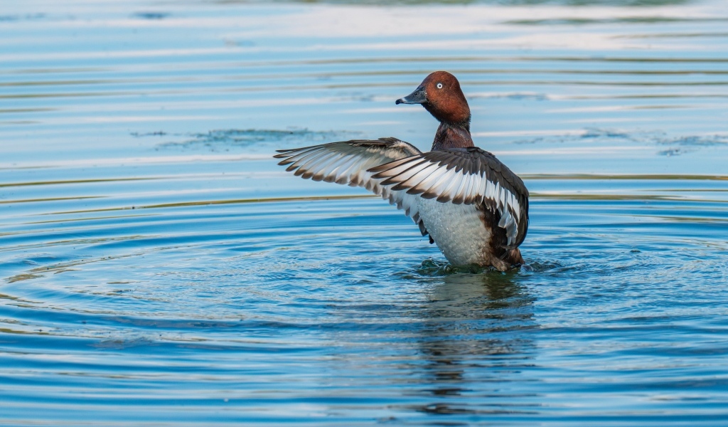 Дикая утка готовится к взлеты на озере