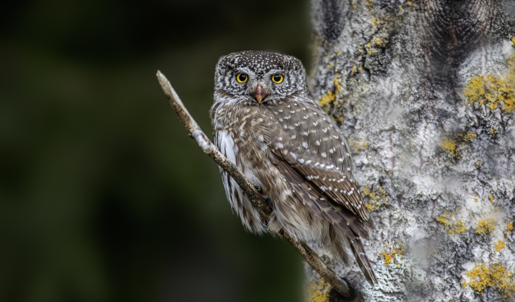 Птица сова сидит на ветке у дерева