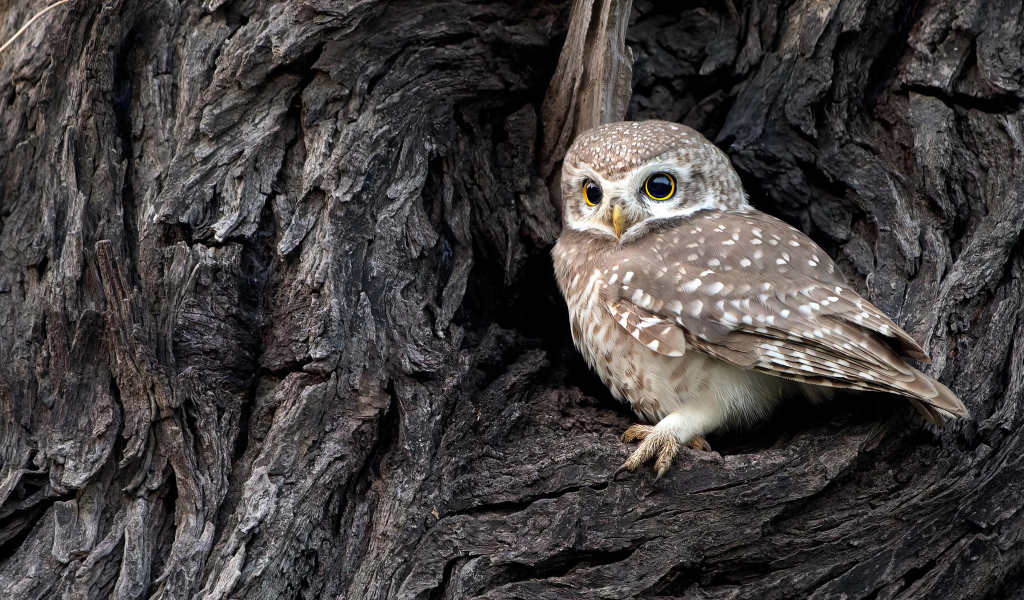 Сова сидит в дупле у дерева