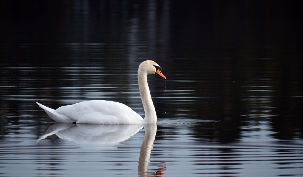 Красивый белый лебедь отражается в воде