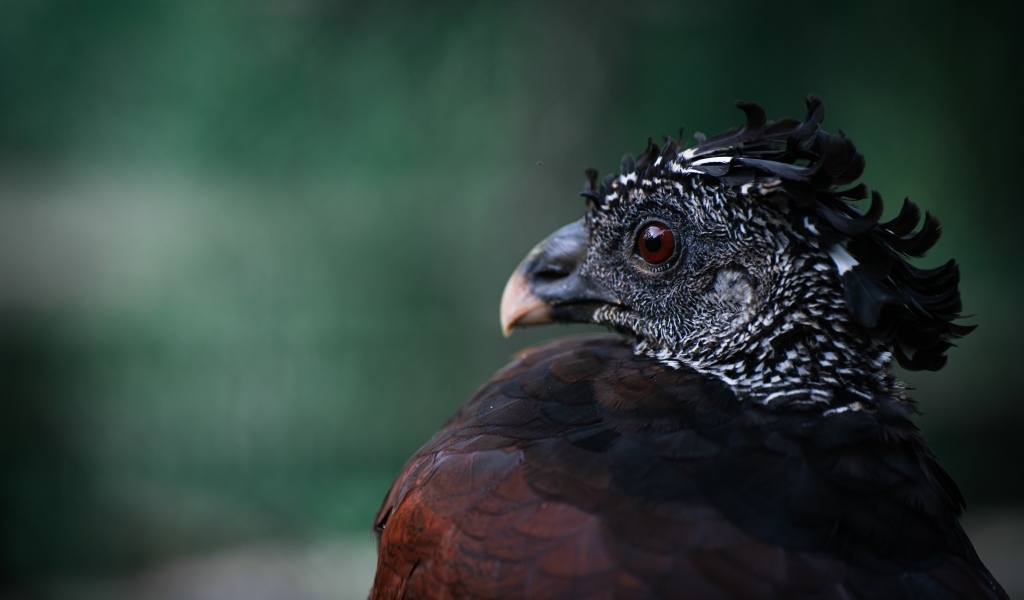 Большая черная птица великий курасов