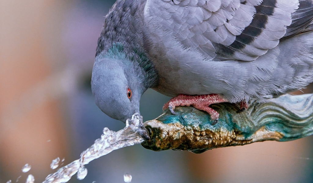Большой серый голубь пьет воду