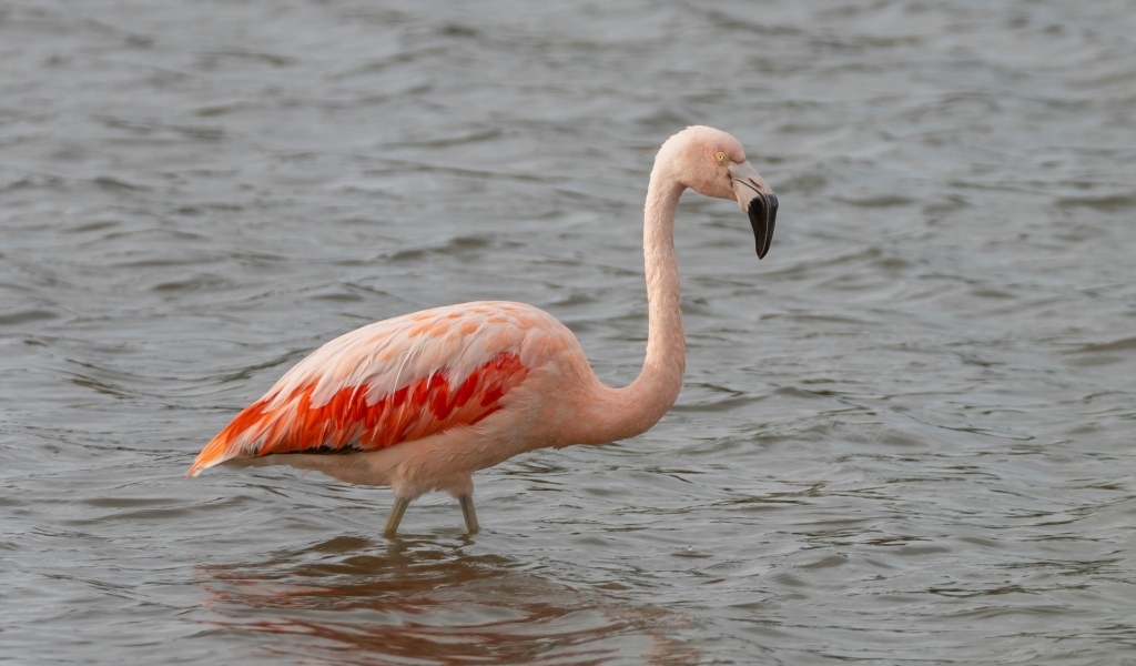 Большой розовый фламинго в воде