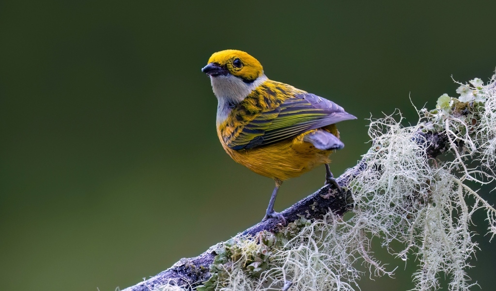 Птица вьюнок сидит на ветке