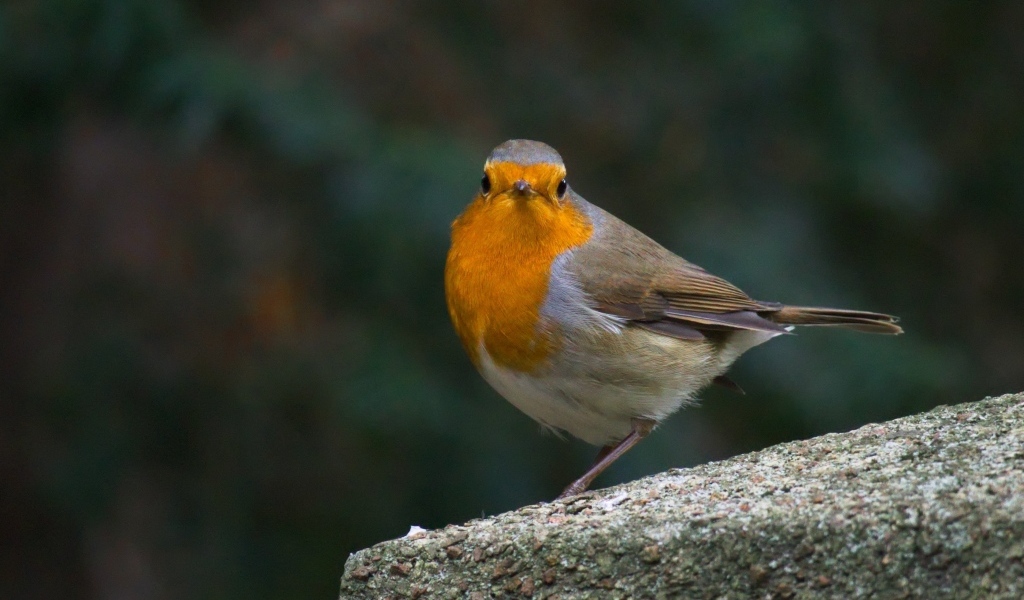 Птица вьюнок сидит на бетонной плите