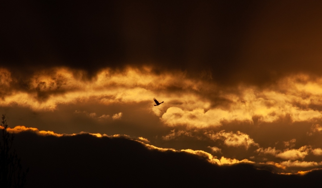 Птица летит в небе на фоне заката