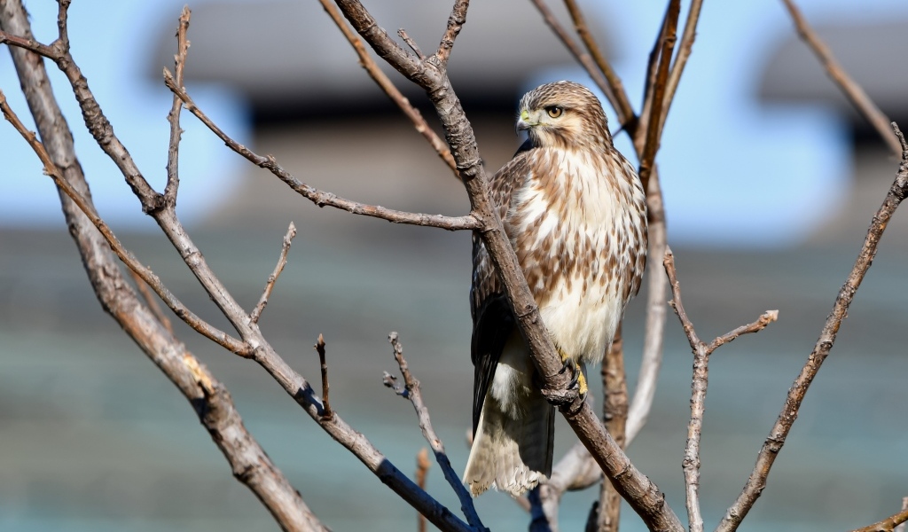 Хищная птица канюк сидит в ветках дерева