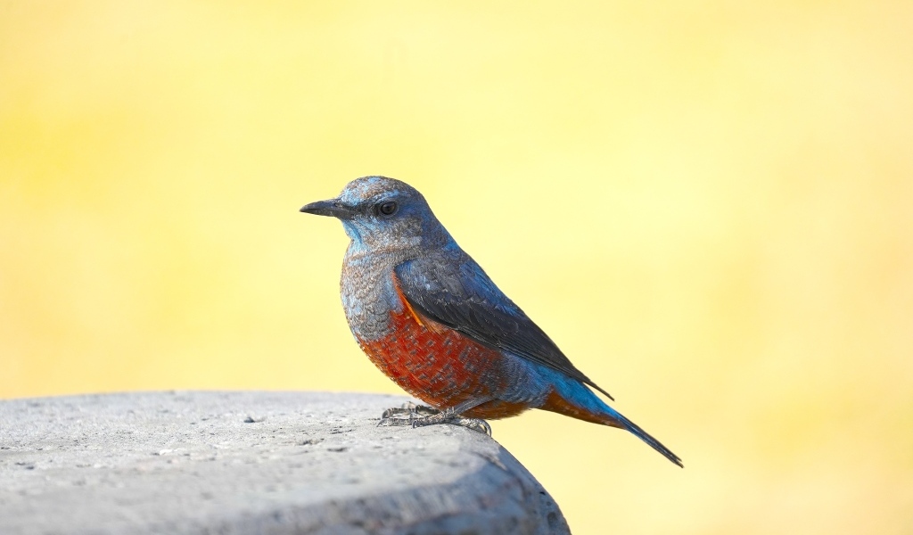 Птица сидит на камне на желтом фоне