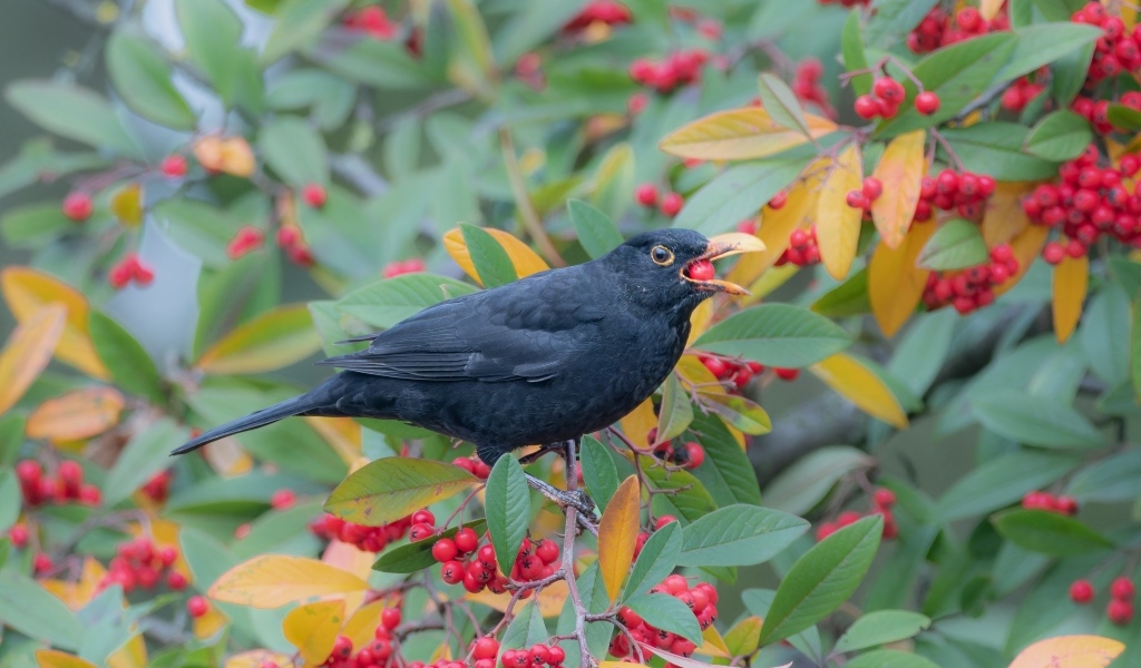 Черная птица на ветке с красными ягодами