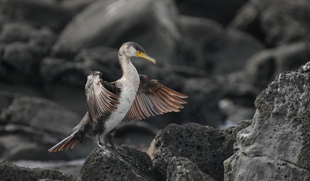 Черный баклан охотится на камне