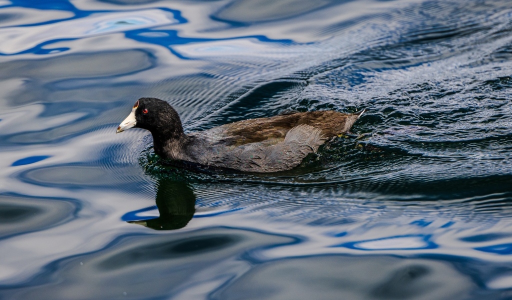 Черная кряква плывет по озеру