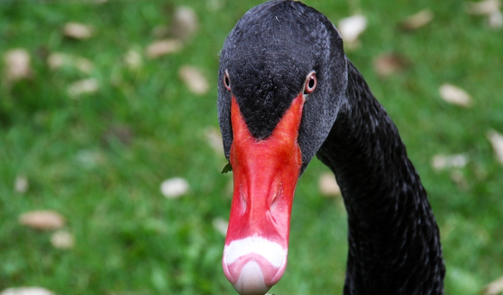 Черный лебедь с красным клювом крупным планом