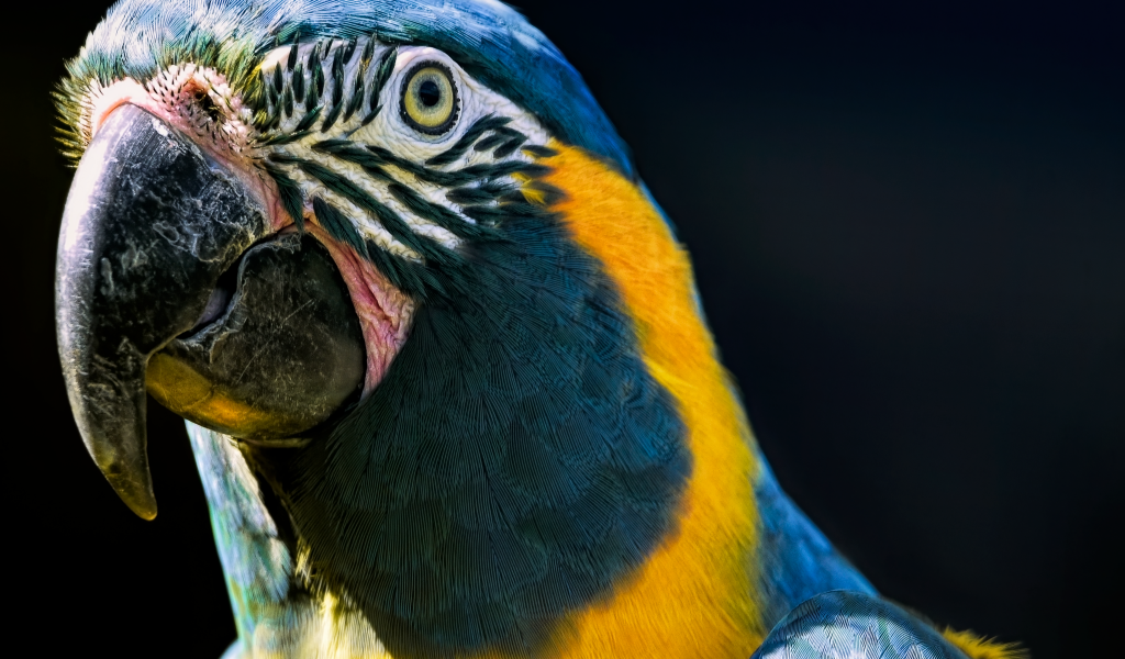 Голова синегорлого ары крупным планом