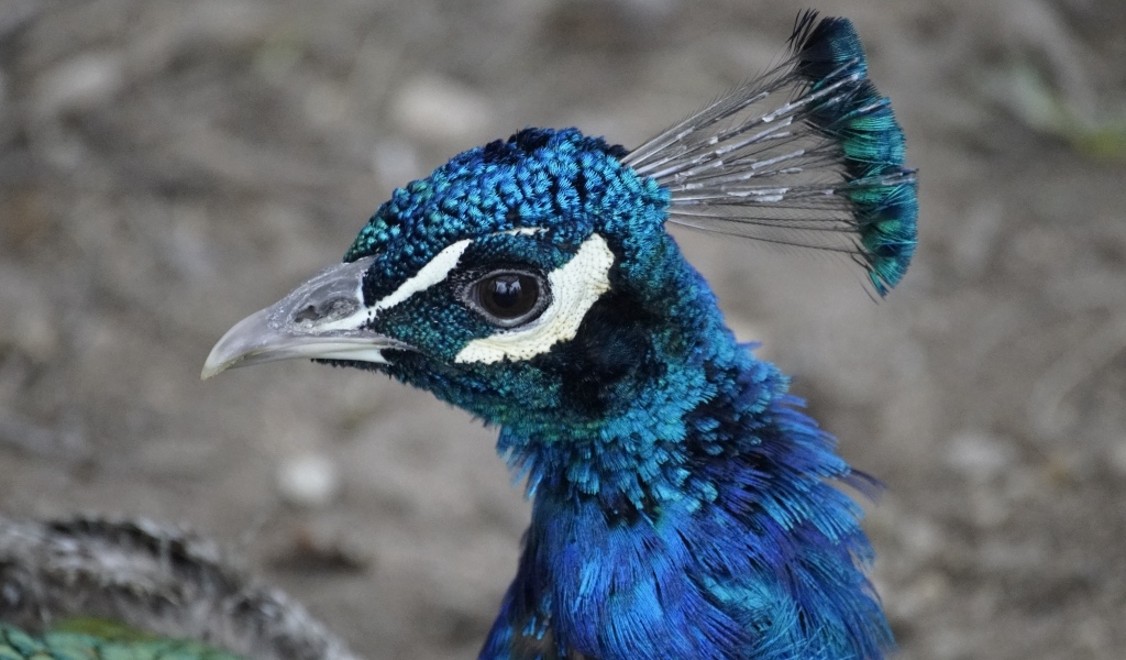 Синяя голова павлина крупным планом