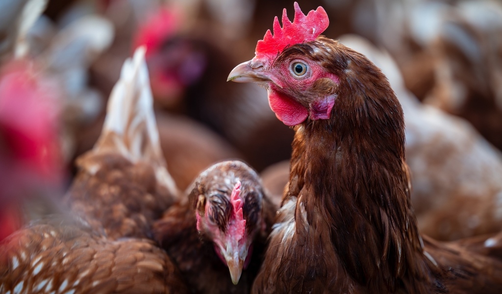 Коричневые домашние куры на ферме