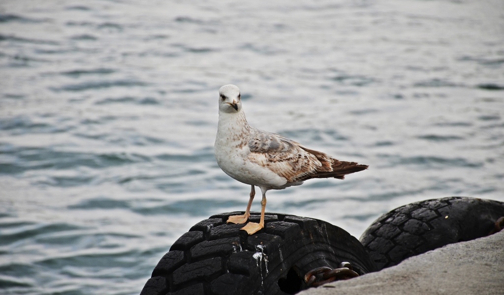 Коричневая чайка стоит у воды