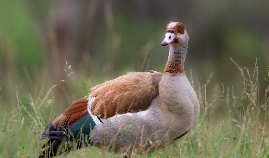 Коричневый дикий гусь в траве