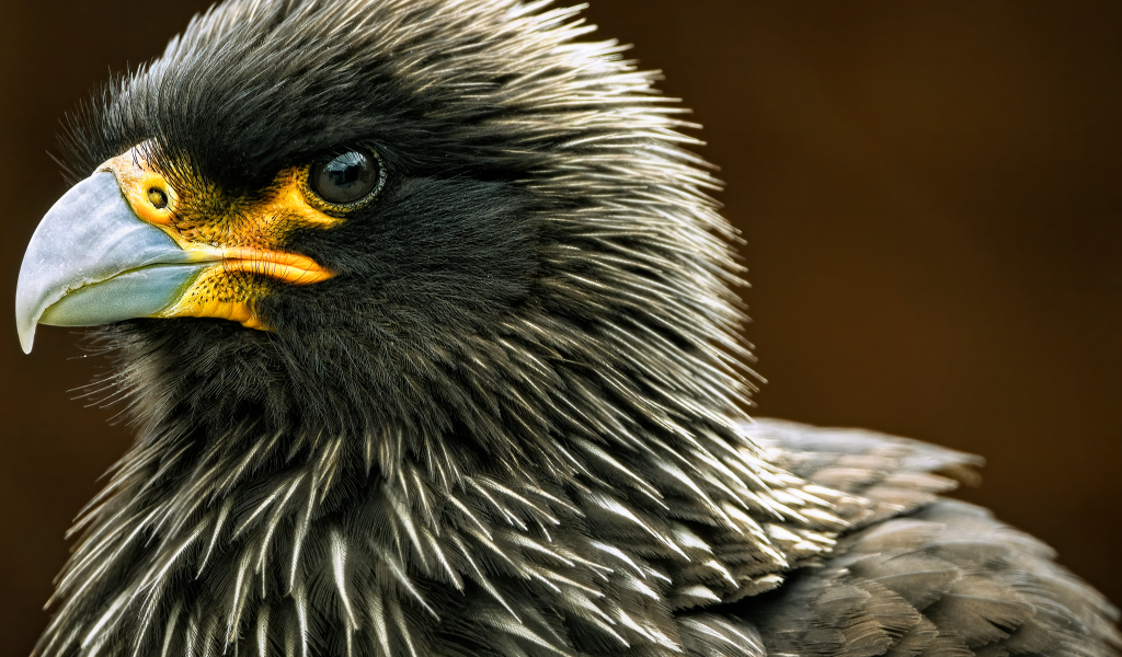 Птица каракара крупным планом