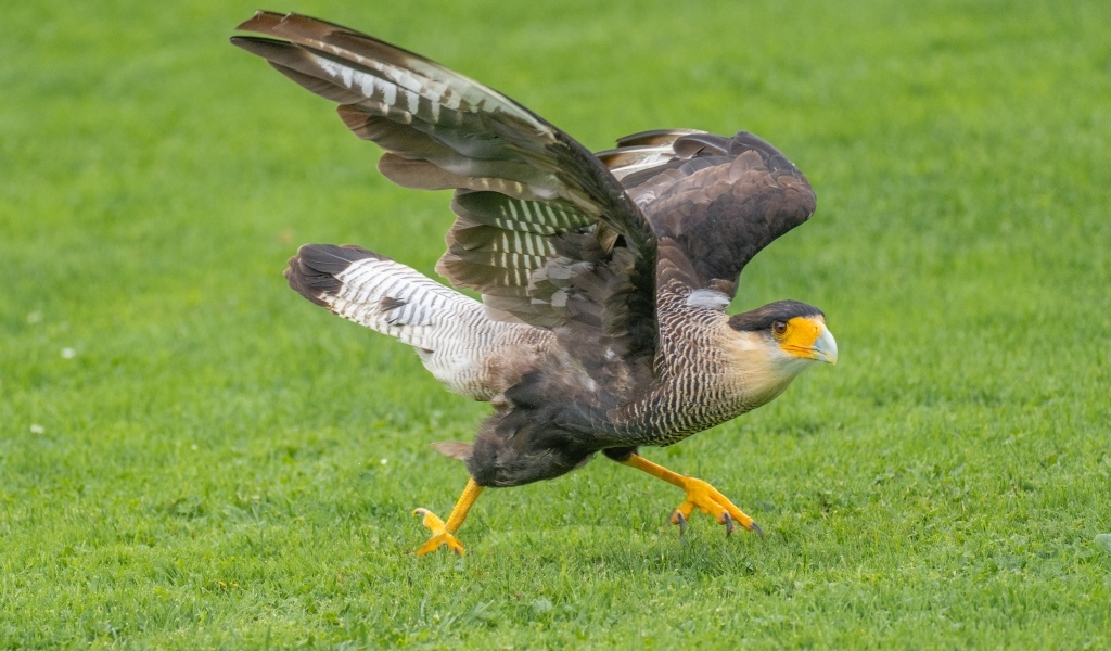 Птица каракара готовится к взлету