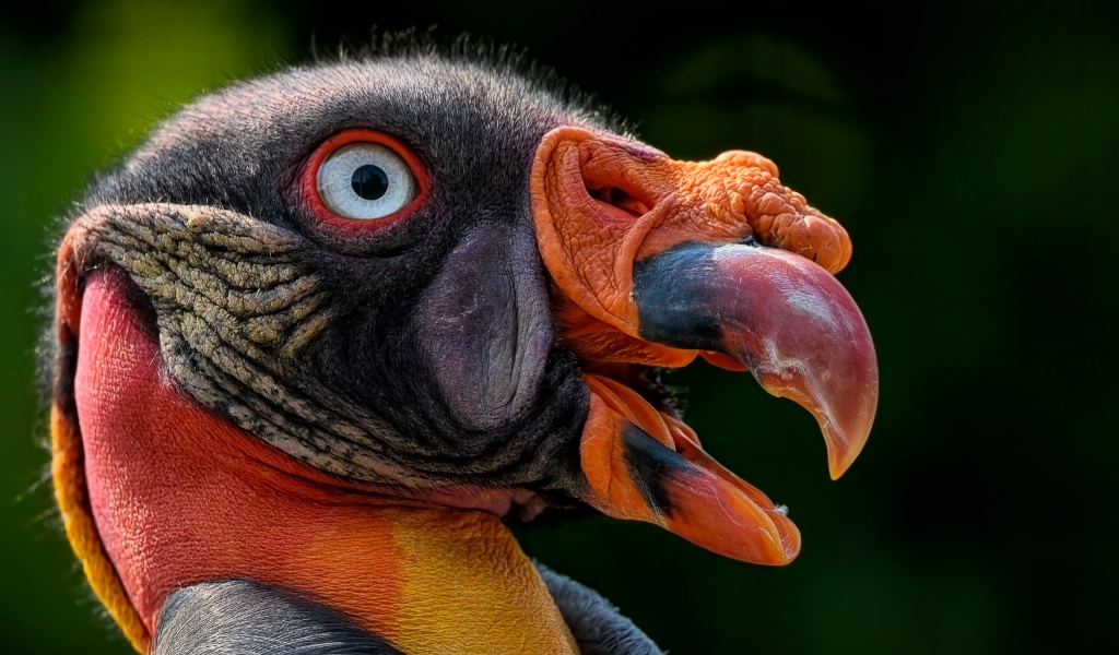 Голова грифа с голубыми глазами крупным планом