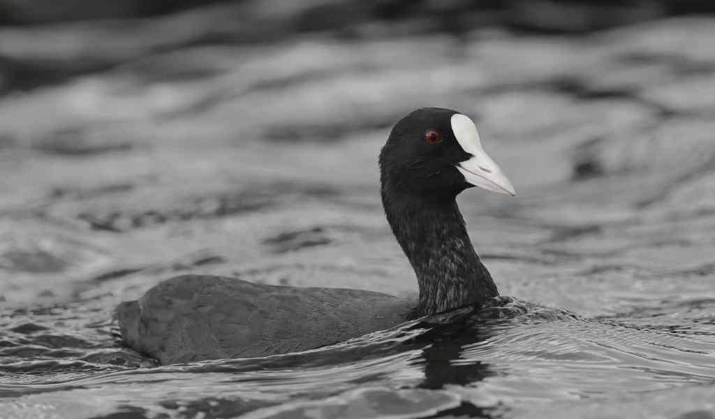 Птица лысуха плывет по воде