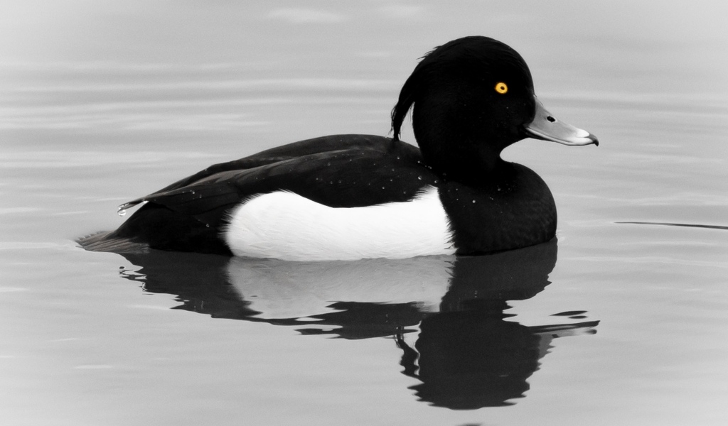 Хохлатая утка плавает в воде