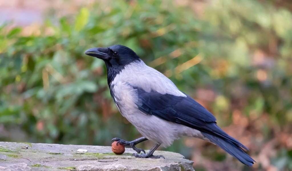 Ворона с орехом на камне