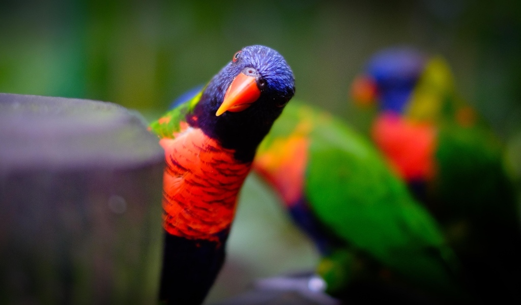 Любопытный синеголовый попугай