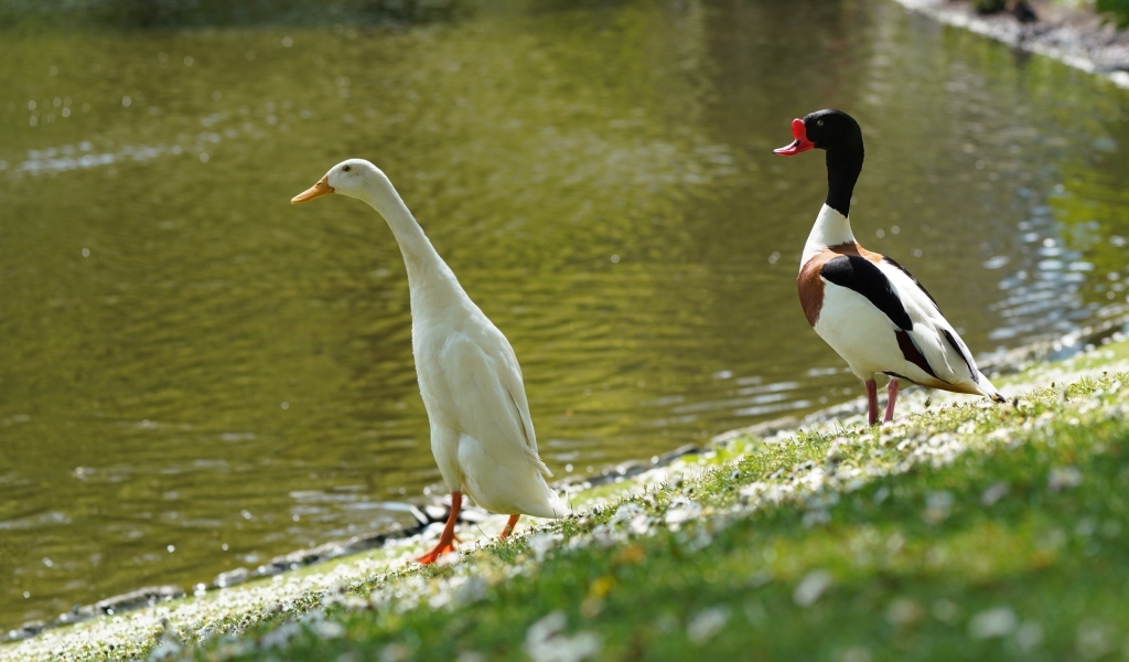 Утка и гусь у воды