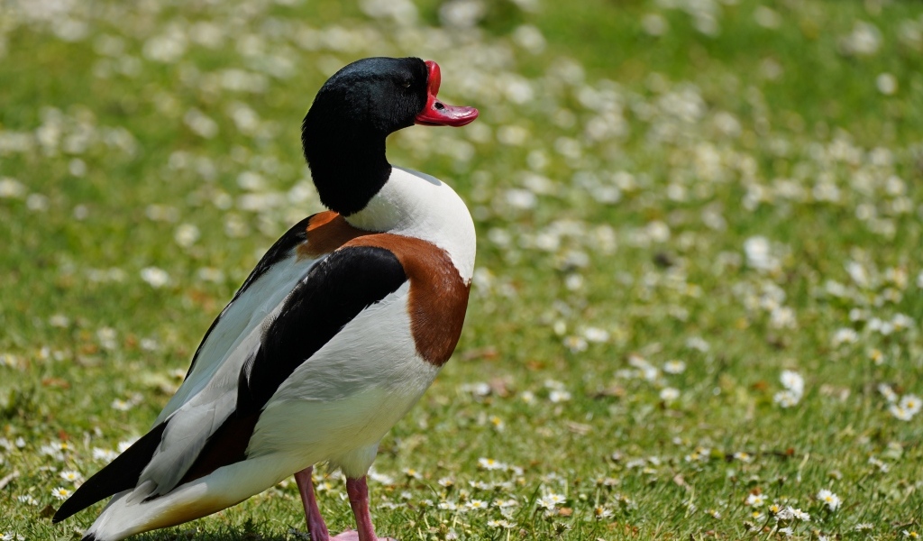 Утка стоит на зеленой траве