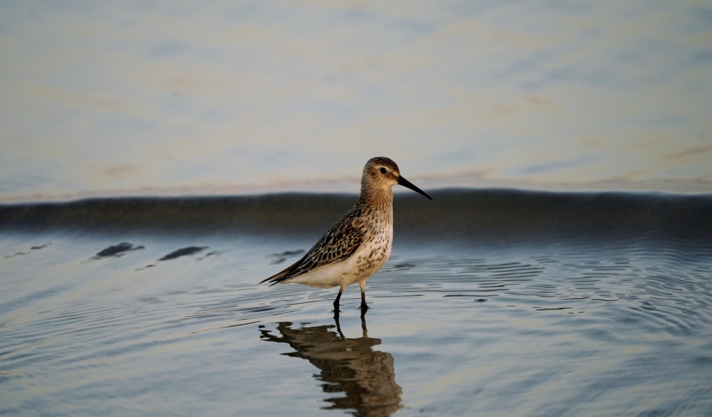 Птица чернозобик в воде
